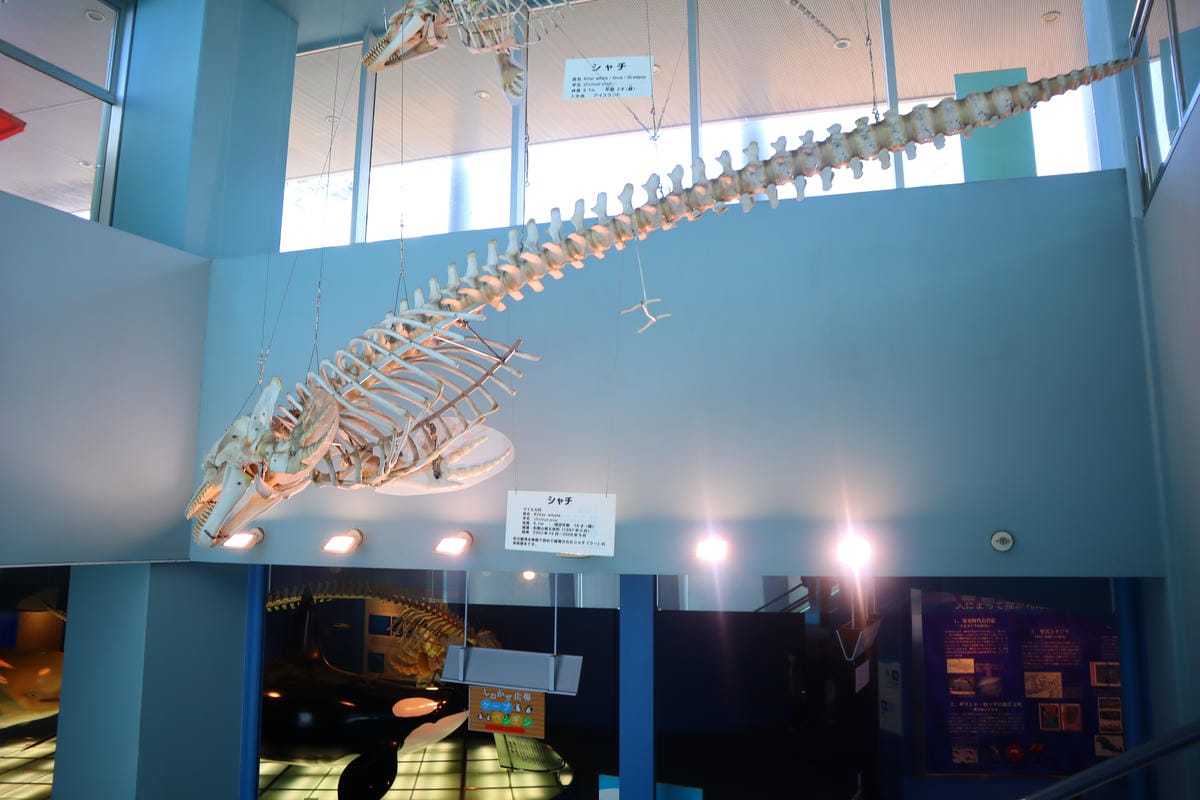 (日本愛知名古屋景點)名古屋港水族館,日本最大面積的水族館, (日本愛知名古屋景點)名古屋港水族館,日本最大面積的水族館,