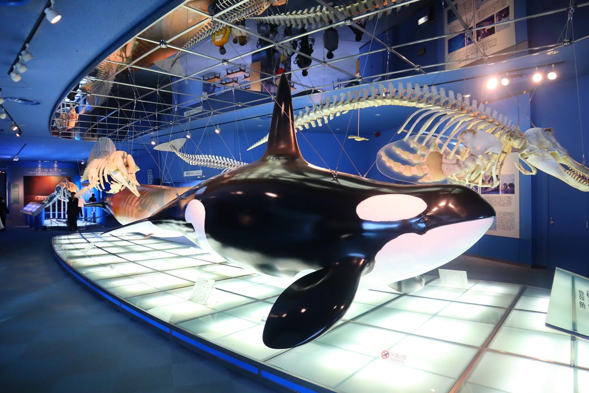 (日本愛知名古屋景點)名古屋港水族館,日本最大面積的水族館, (日本愛知名古屋景點)名古屋港水族館,日本最大面積的水族館,