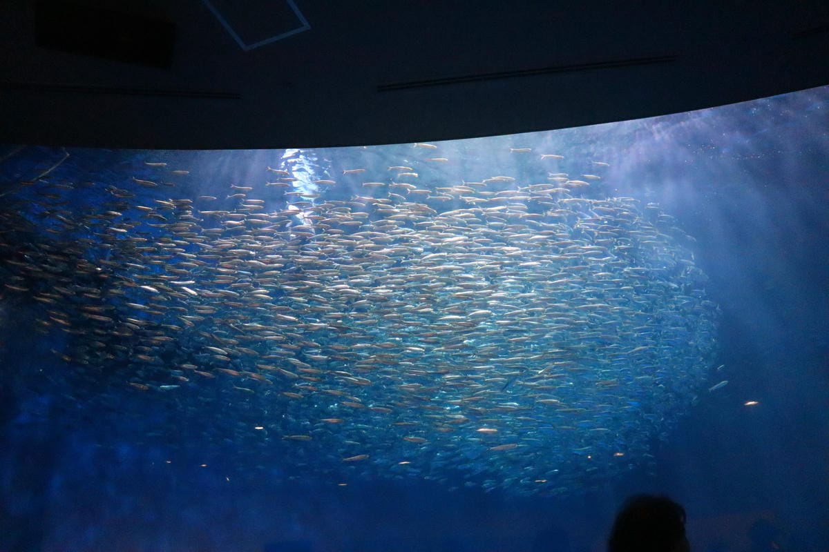 (日本愛知名古屋景點)名古屋港水族館,日本最大面積的水族館, (日本愛知名古屋景點)名古屋港水族館,日本最大面積的水族館,