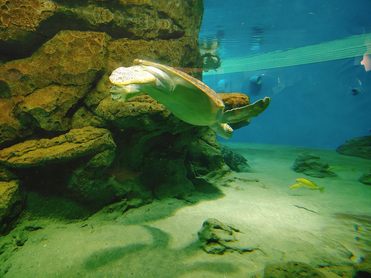 (日本愛知名古屋景點)名古屋港水族館,日本最大面積的水族館, (日本愛知名古屋景點)名古屋港水族館,日本最大面積的水族館,