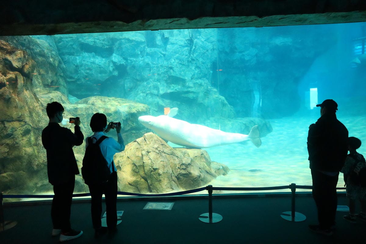 (日本愛知名古屋景點)名古屋港水族館,日本最大面積的水族館, (日本愛知名古屋景點)名古屋港水族館,日本最大面積的水族館,