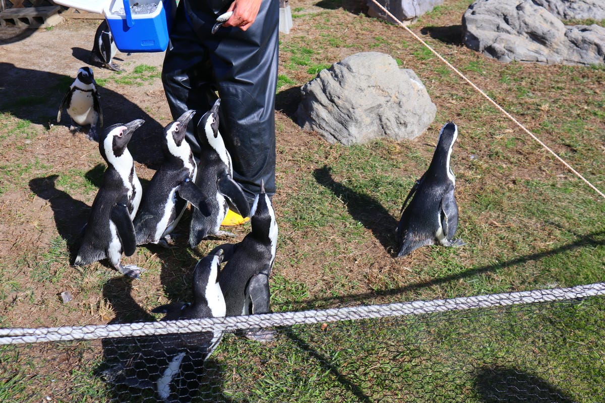 (日本愛知名古屋景點)名古屋港水族館,日本最大面積的水族館, (日本愛知名古屋景點)名古屋港水族館,日本最大面積的水族館,