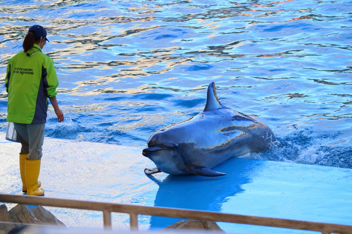 (日本愛知名古屋景點)名古屋港水族館,日本最大面積的水族館, (日本愛知名古屋景點)名古屋港水族館,日本最大面積的水族館,