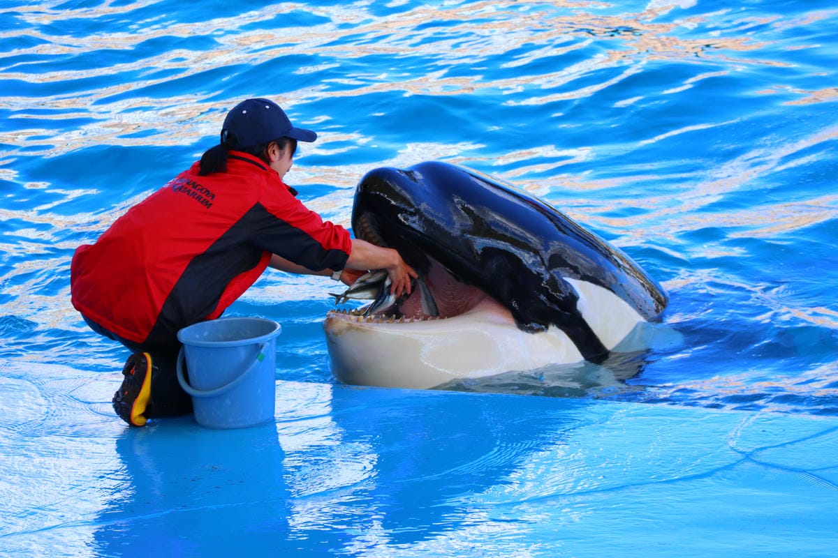 (日本愛知名古屋景點)名古屋港水族館,日本最大面積的水族館, (日本愛知名古屋景點)名古屋港水族館,日本最大面積的水族館,
