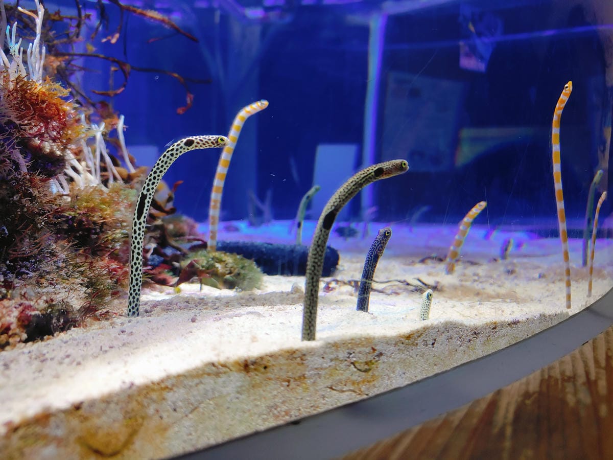 (日本愛知名古屋景點)名古屋港水族館,日本最大面積的水族館, (日本愛知名古屋景點)名古屋港水族館,日本最大面積的水族館,