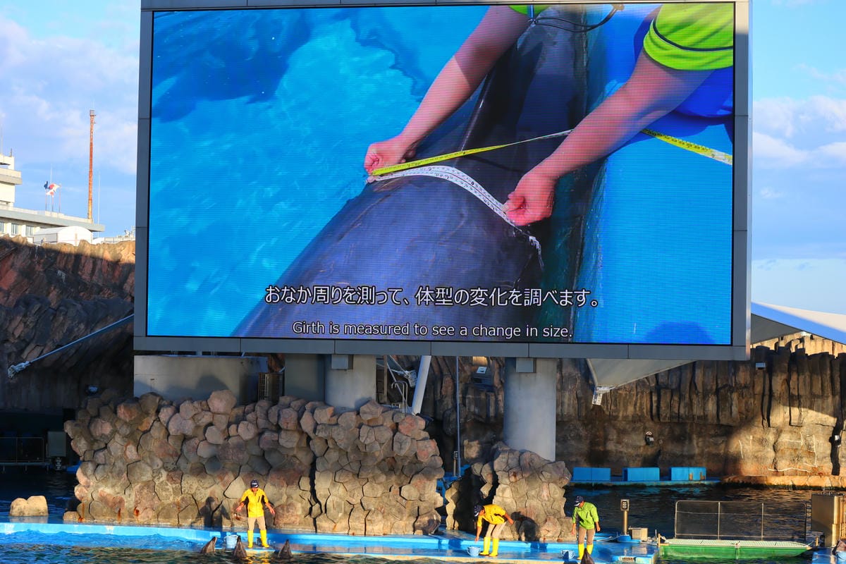 (日本愛知名古屋景點)名古屋港水族館,日本最大面積的水族館, (日本愛知名古屋景點)名古屋港水族館,日本最大面積的水族館,