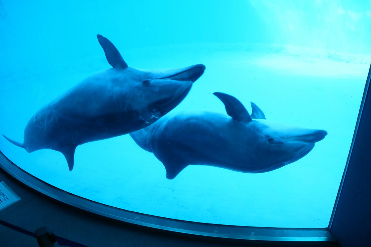 (日本愛知名古屋景點)名古屋港水族館,日本最大面積的水族館, (日本愛知名古屋景點)名古屋港水族館,日本最大面積的水族館,
