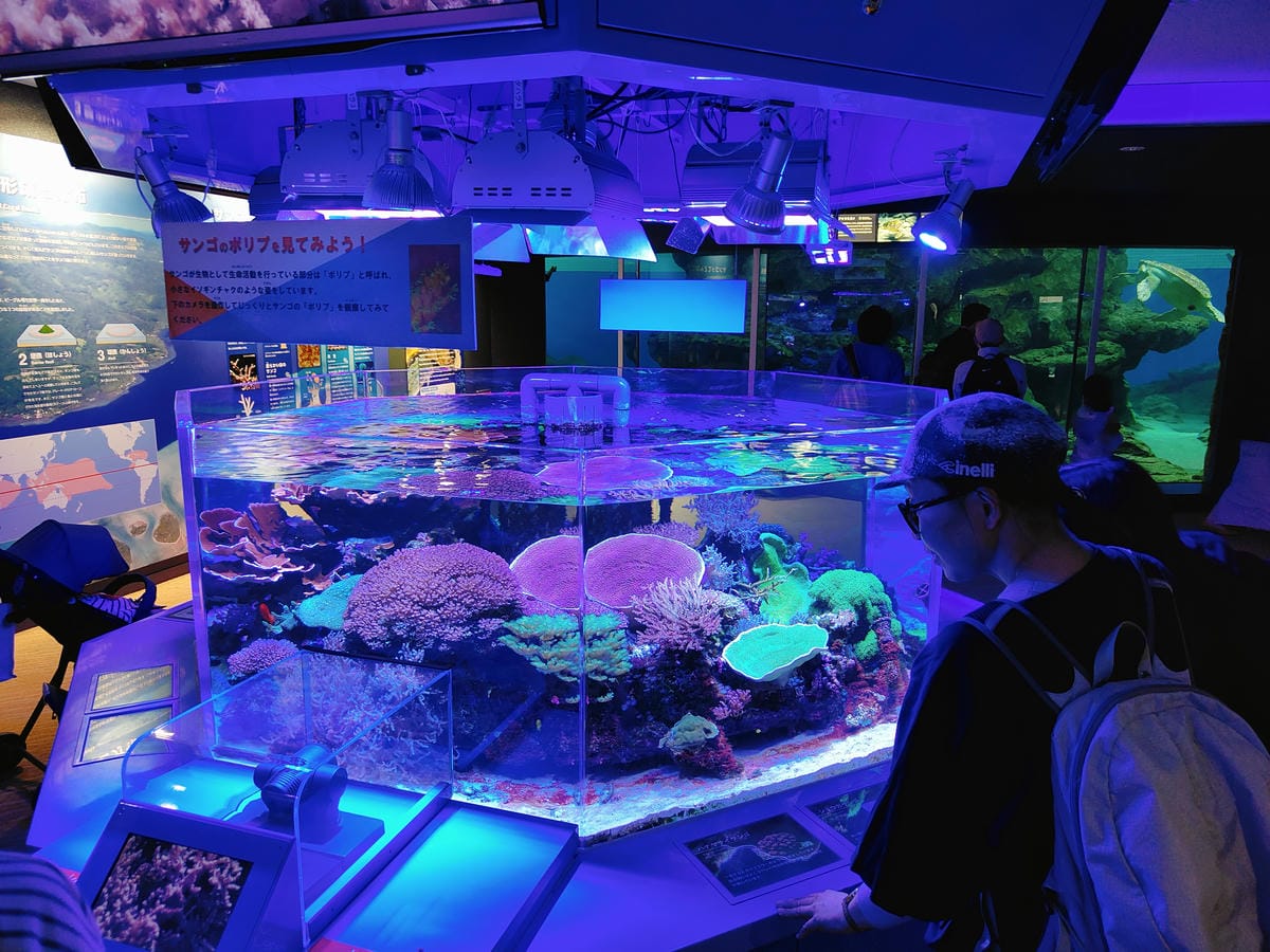 (日本愛知名古屋景點)名古屋港水族館,日本最大面積的水族館, (日本愛知名古屋景點)名古屋港水族館,日本最大面積的水族館,