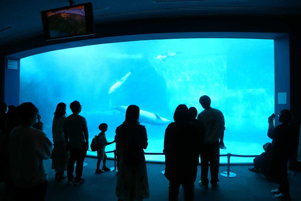 (日本愛知名古屋景點)名古屋港水族館,日本最大面積的水族館, (日本愛知名古屋景點)名古屋港水族館,日本最大面積的水族館,