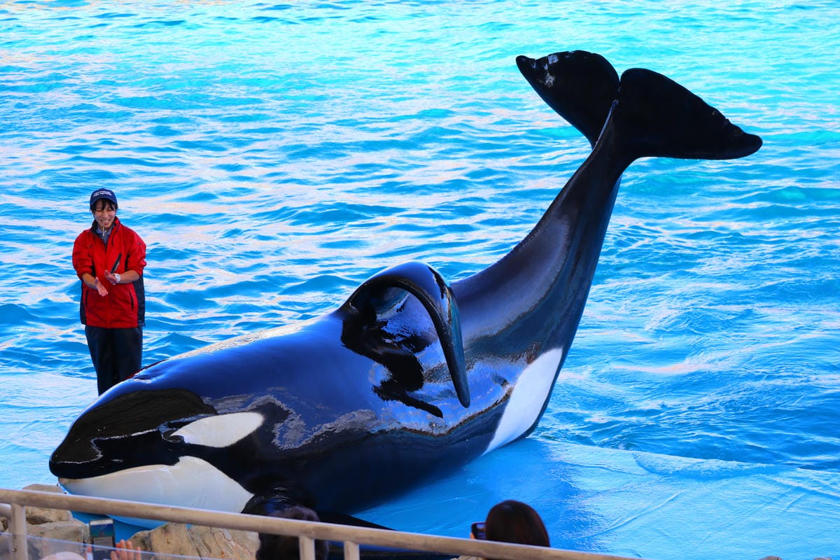 (日本愛知名古屋景點)名古屋港水族館,日本最大面積的水族館, (日本愛知名古屋景點)名古屋港水族館,日本最大面積的水族館,