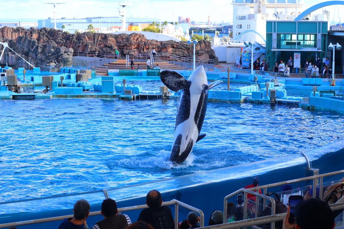 (日本愛知名古屋景點)名古屋港水族館,日本最大面積的水族館, (日本愛知名古屋景點)名古屋港水族館,日本最大面積的水族館,