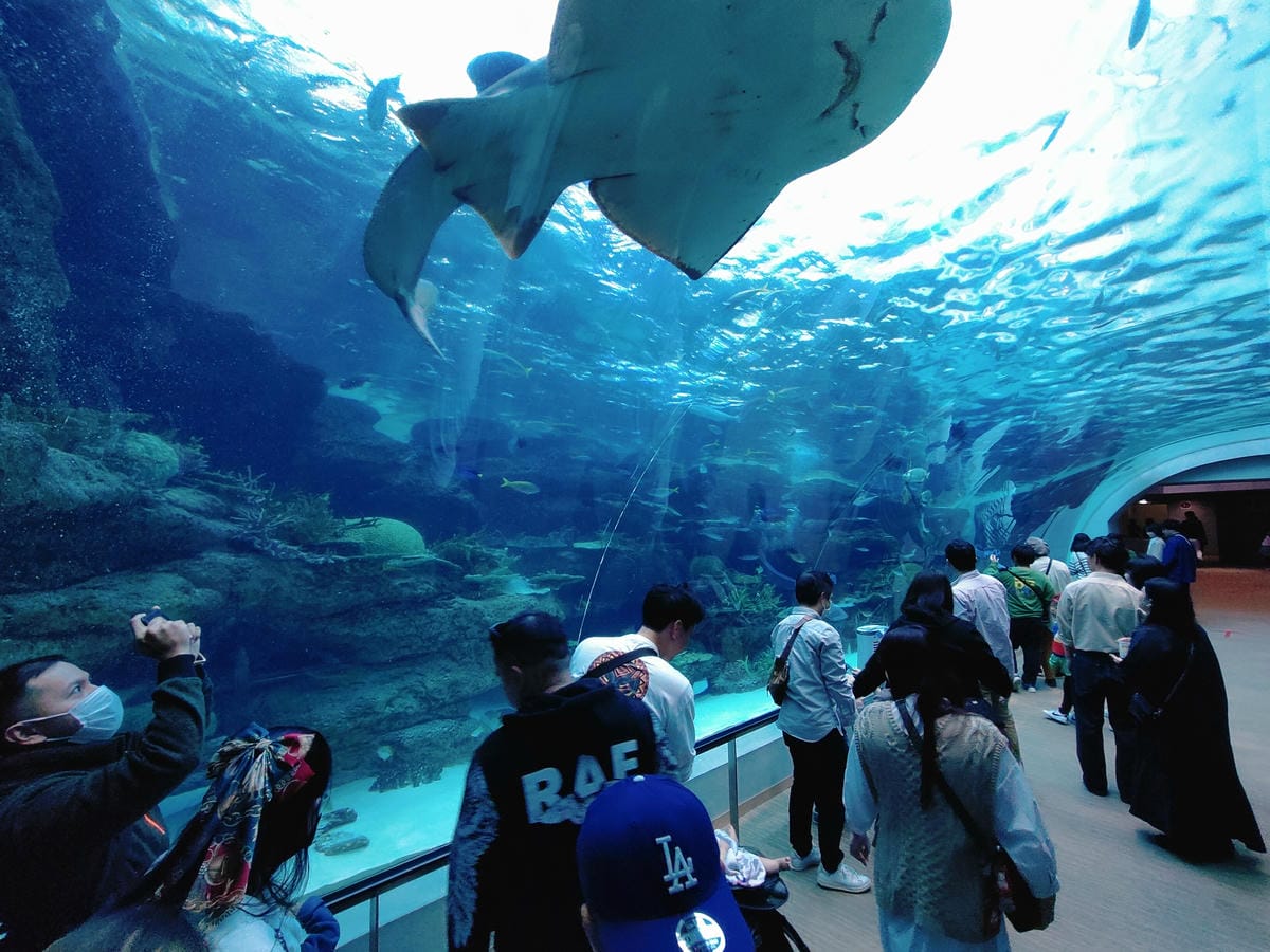 (日本愛知名古屋景點)名古屋港水族館,日本最大面積的水族館, (日本愛知名古屋景點)名古屋港水族館,日本最大面積的水族館,