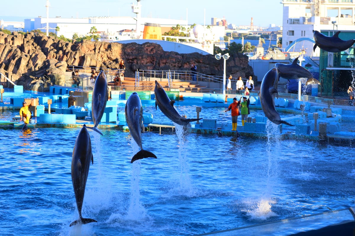 (日本愛知名古屋景點)名古屋港水族館,日本最大面積的水族館, (日本愛知名古屋景點)名古屋港水族館,日本最大面積的水族館,