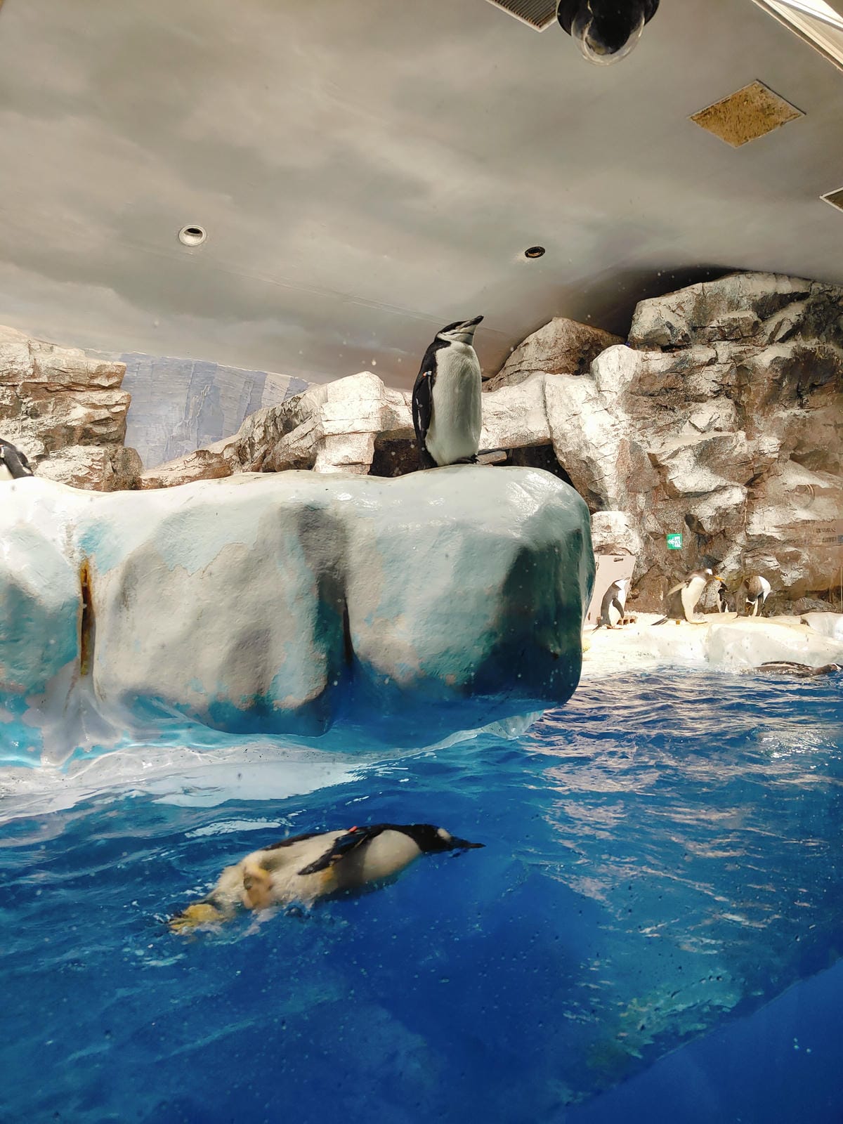 (日本愛知名古屋景點)名古屋港水族館,日本最大面積的水族館, (日本愛知名古屋景點)名古屋港水族館,日本最大面積的水族館,