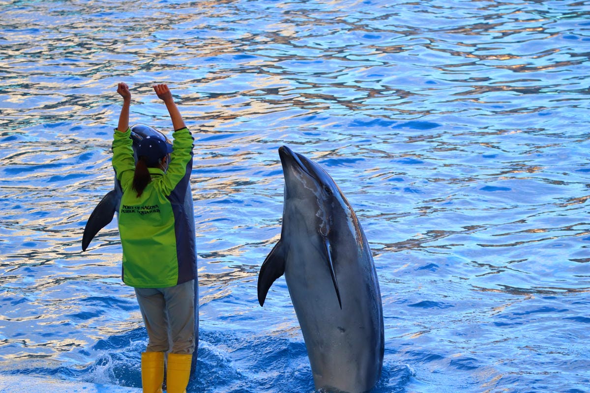 (日本愛知名古屋景點)名古屋港水族館,日本最大面積的水族館, (日本愛知名古屋景點)名古屋港水族館,日本最大面積的水族館,