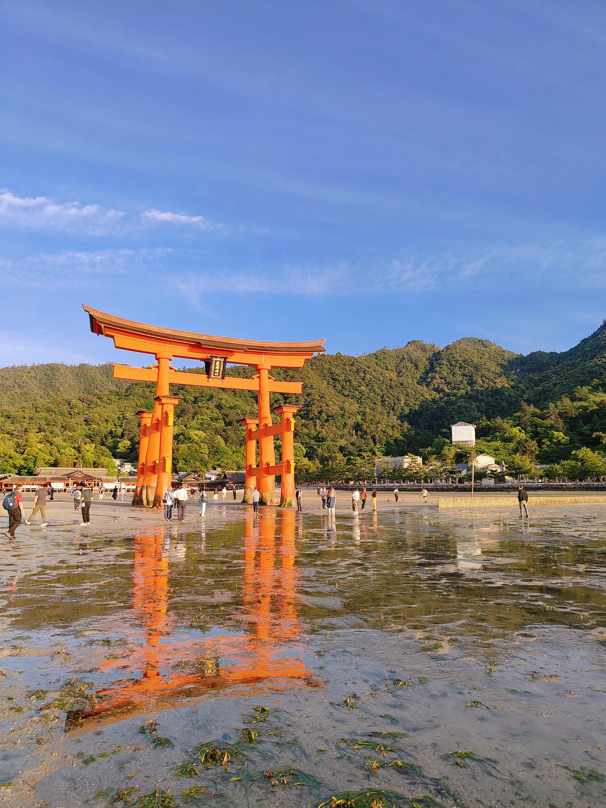 (廣島旅遊)嚴島神社,日本三大景之一,漂浮在海上的大鳥居,超 (廣島旅遊)嚴島神社,日本三大景之一,漂浮在海上的大鳥居,超