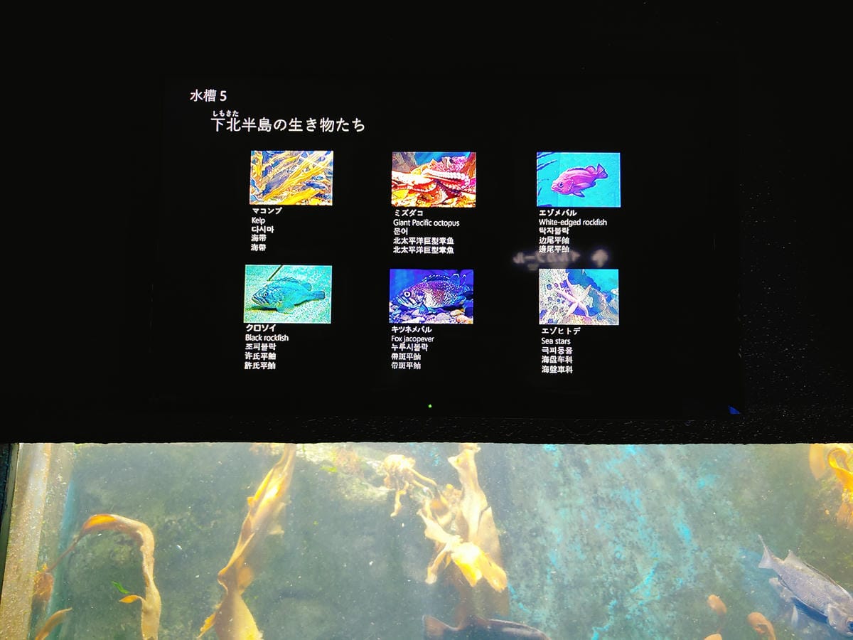 (青森旅遊)青森県営浅虫水族館-Asamushi Aquar (青森旅遊)青森県営浅虫水族館-Asamushi Aquar