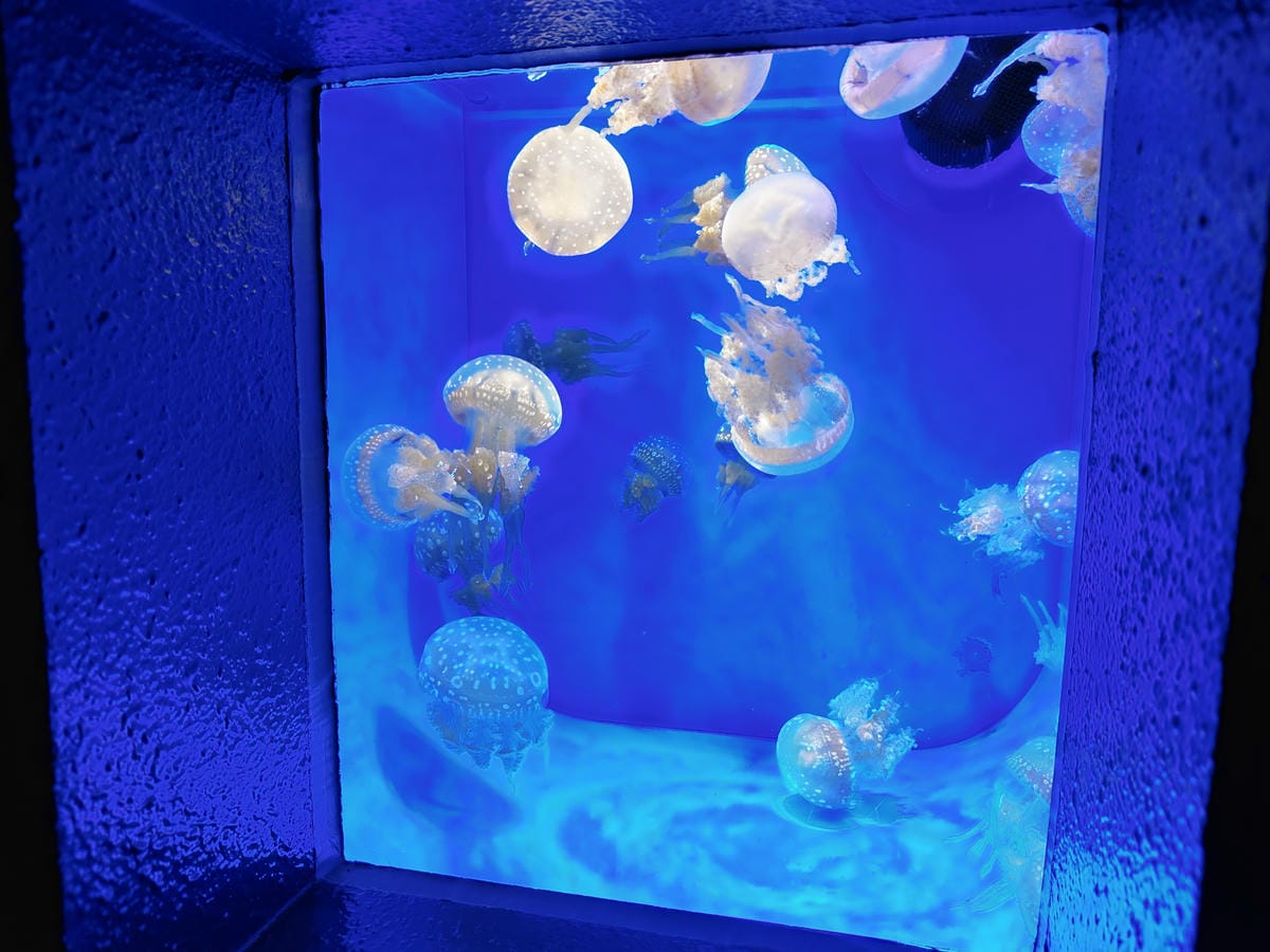 (青森旅遊)青森県営浅虫水族館-Asamushi Aquar (青森旅遊)青森県営浅虫水族館-Asamushi Aquar