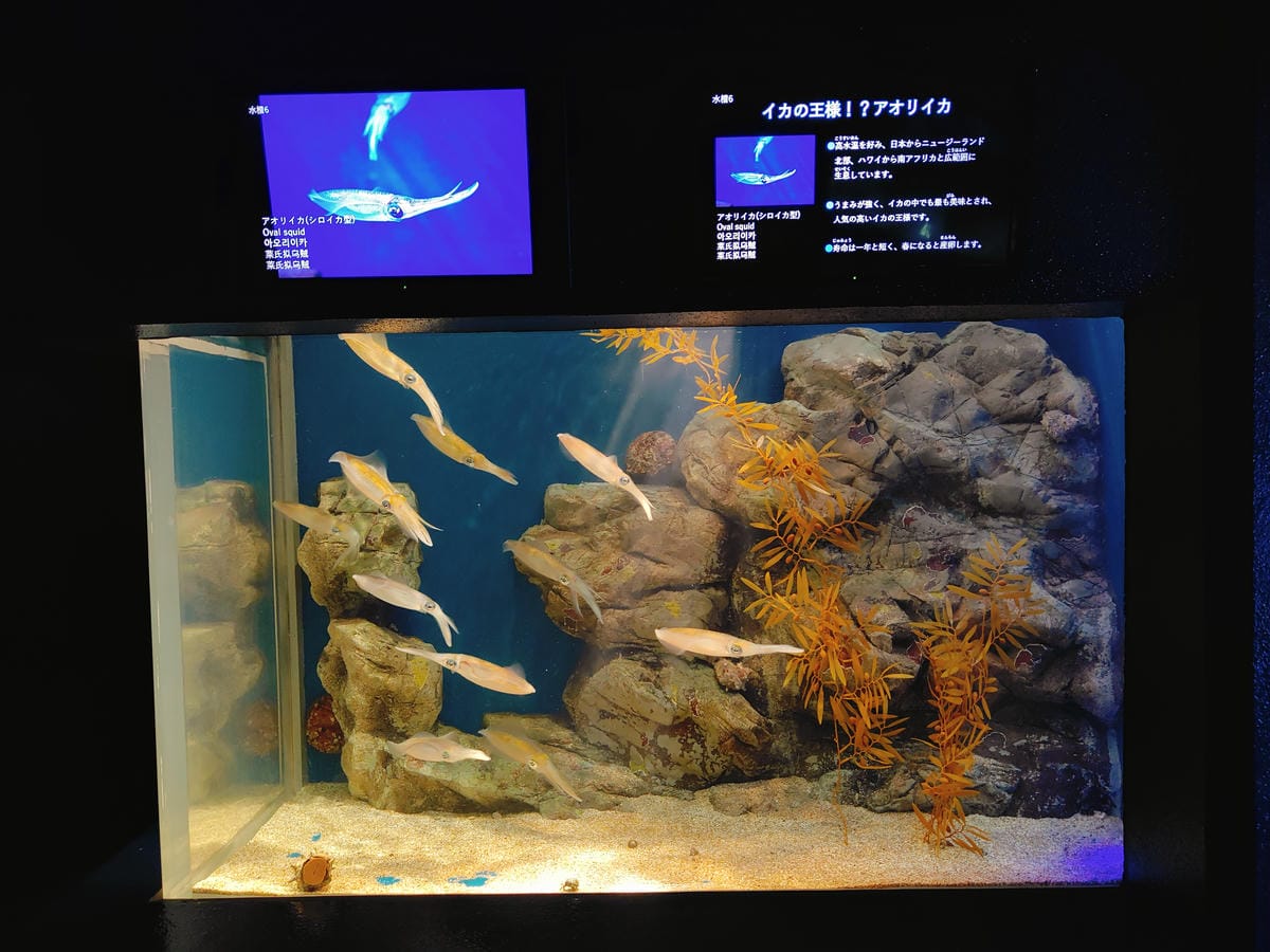 (青森旅遊)青森県営浅虫水族館-Asamushi Aquar (青森旅遊)青森県営浅虫水族館-Asamushi Aquar