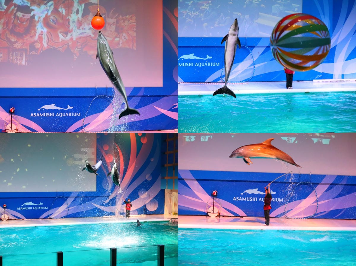 (青森旅遊)青森県営浅虫水族館-Asamushi Aquar (青森旅遊)青森県営浅虫水族館-Asamushi Aquar