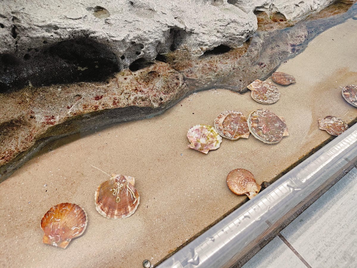 (青森旅遊)青森県営浅虫水族館-Asamushi Aquar (青森旅遊)青森県営浅虫水族館-Asamushi Aquar