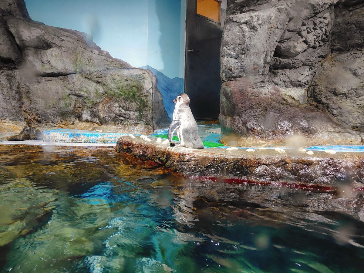 (青森旅遊)青森県営浅虫水族館-Asamushi Aquar (青森旅遊)青森県営浅虫水族館-Asamushi Aquar