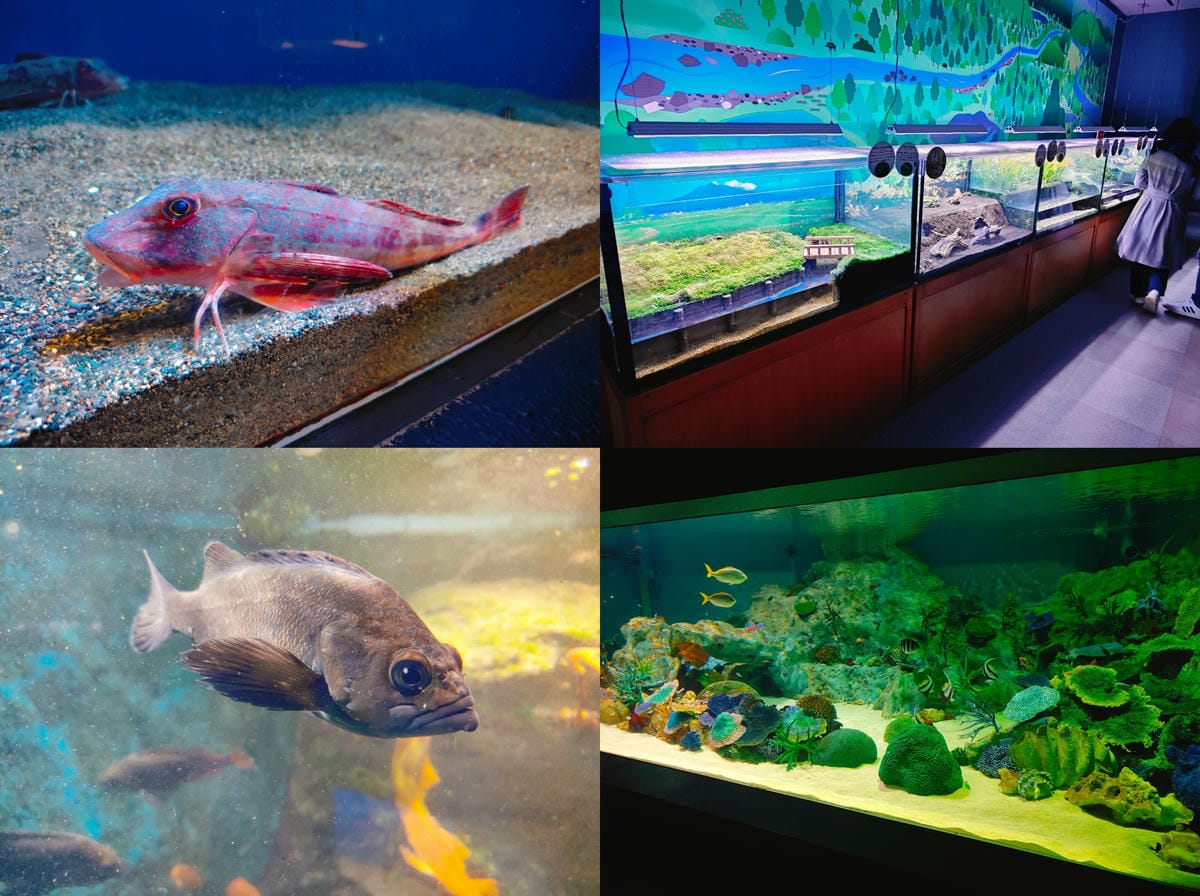 (青森旅遊)青森県営浅虫水族館-Asamushi Aquar (青森旅遊)青森県営浅虫水族館-Asamushi Aquar