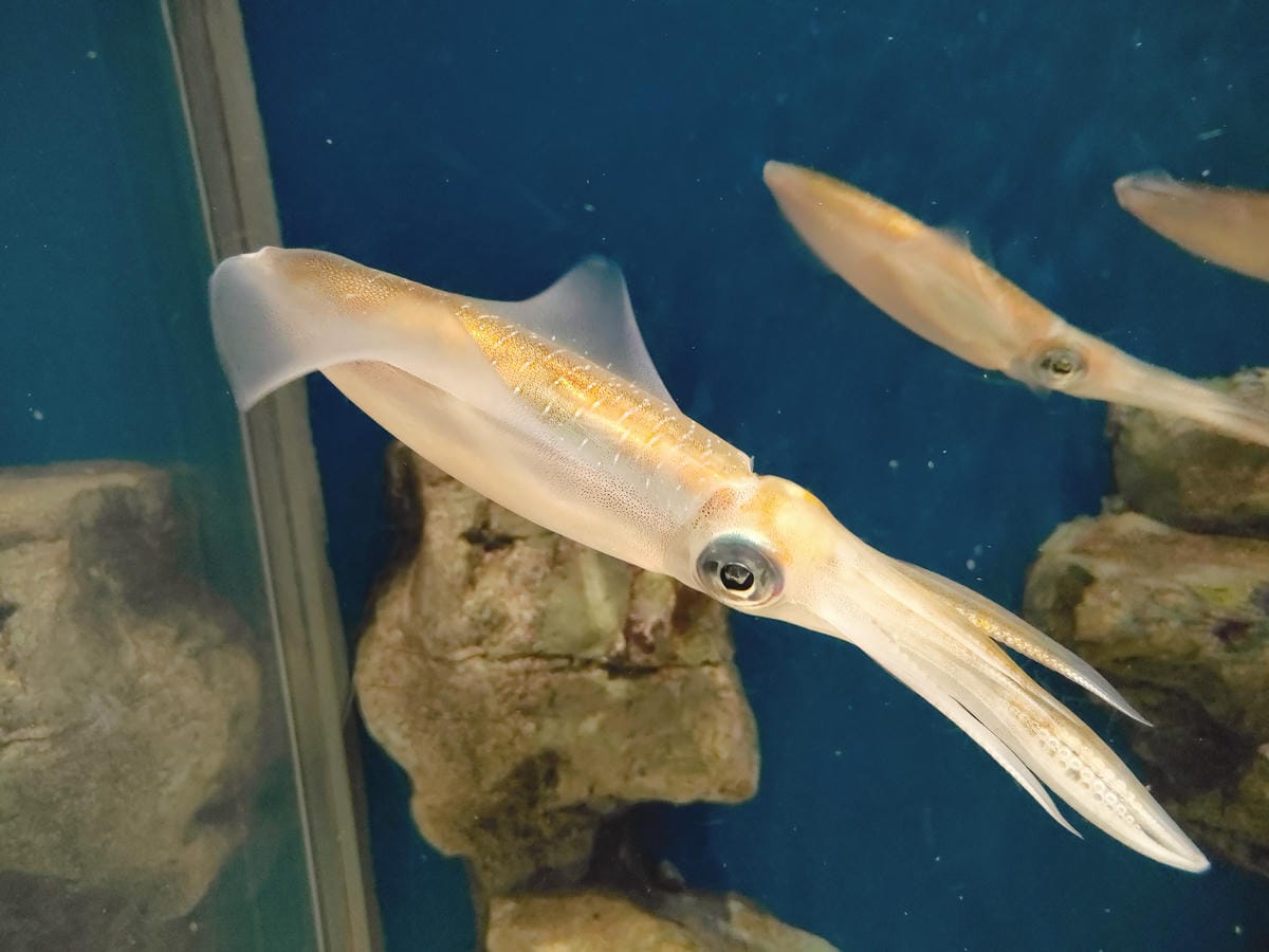 (青森旅遊)青森県営浅虫水族館-Asamushi Aquar (青森旅遊)青森県営浅虫水族館-Asamushi Aquar