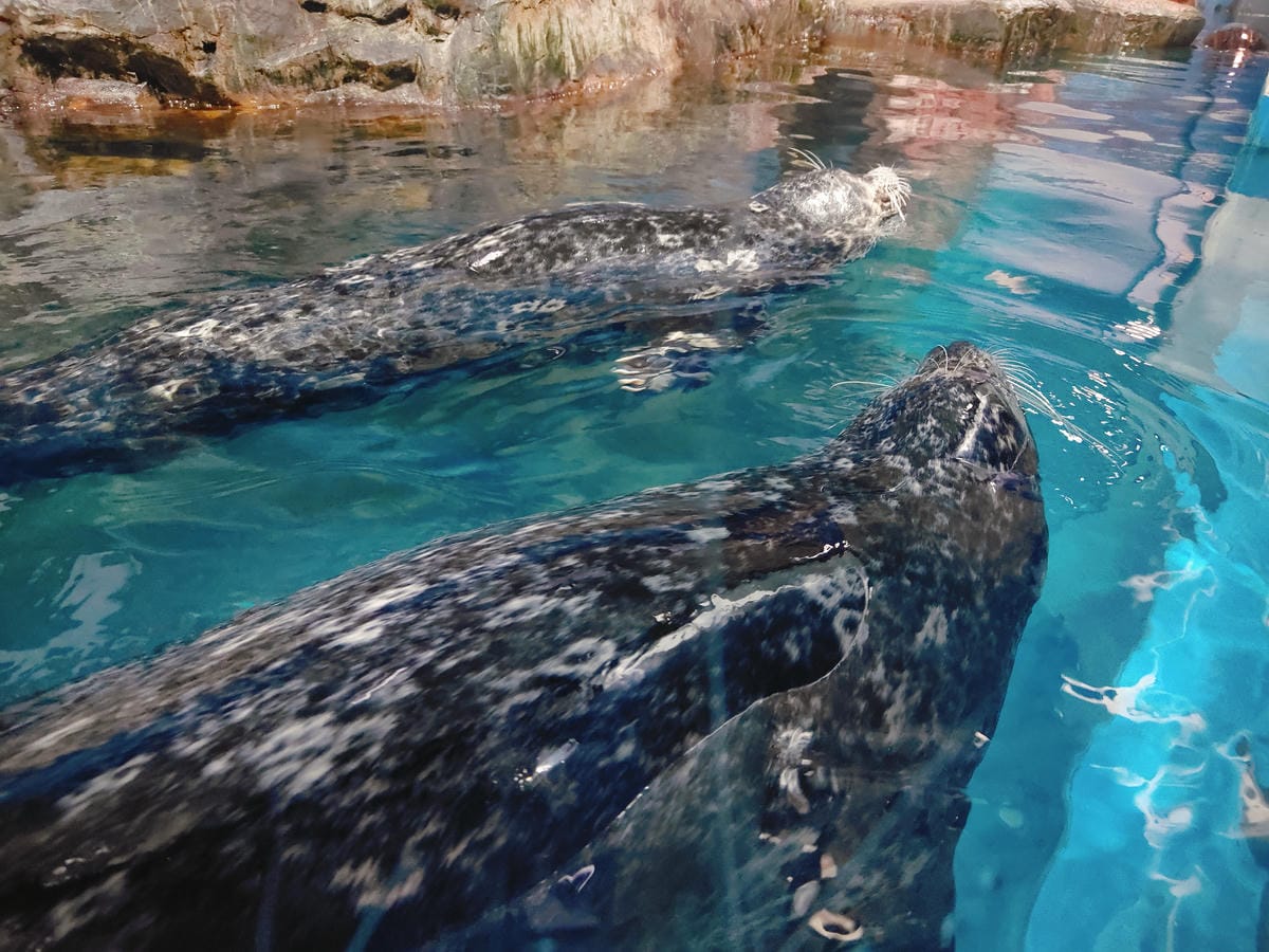 (青森旅遊)青森県営浅虫水族館-Asamushi Aquar (青森旅遊)青森県営浅虫水族館-Asamushi Aquar
