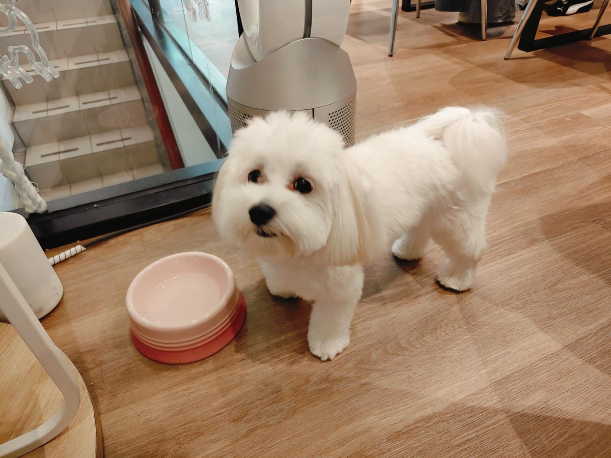 (新北新莊餐廳)Paws Cafe 寵物友善餐廳,捷運幸福站 (新北新莊餐廳)Paws Cafe 寵物友善餐廳,捷運幸福站
