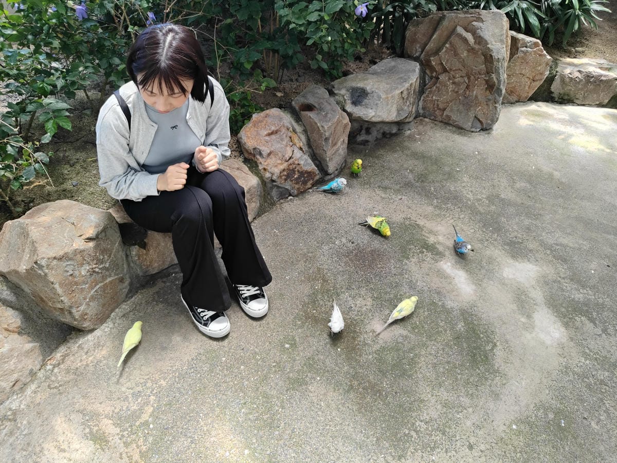 回巢農場 回巢農場