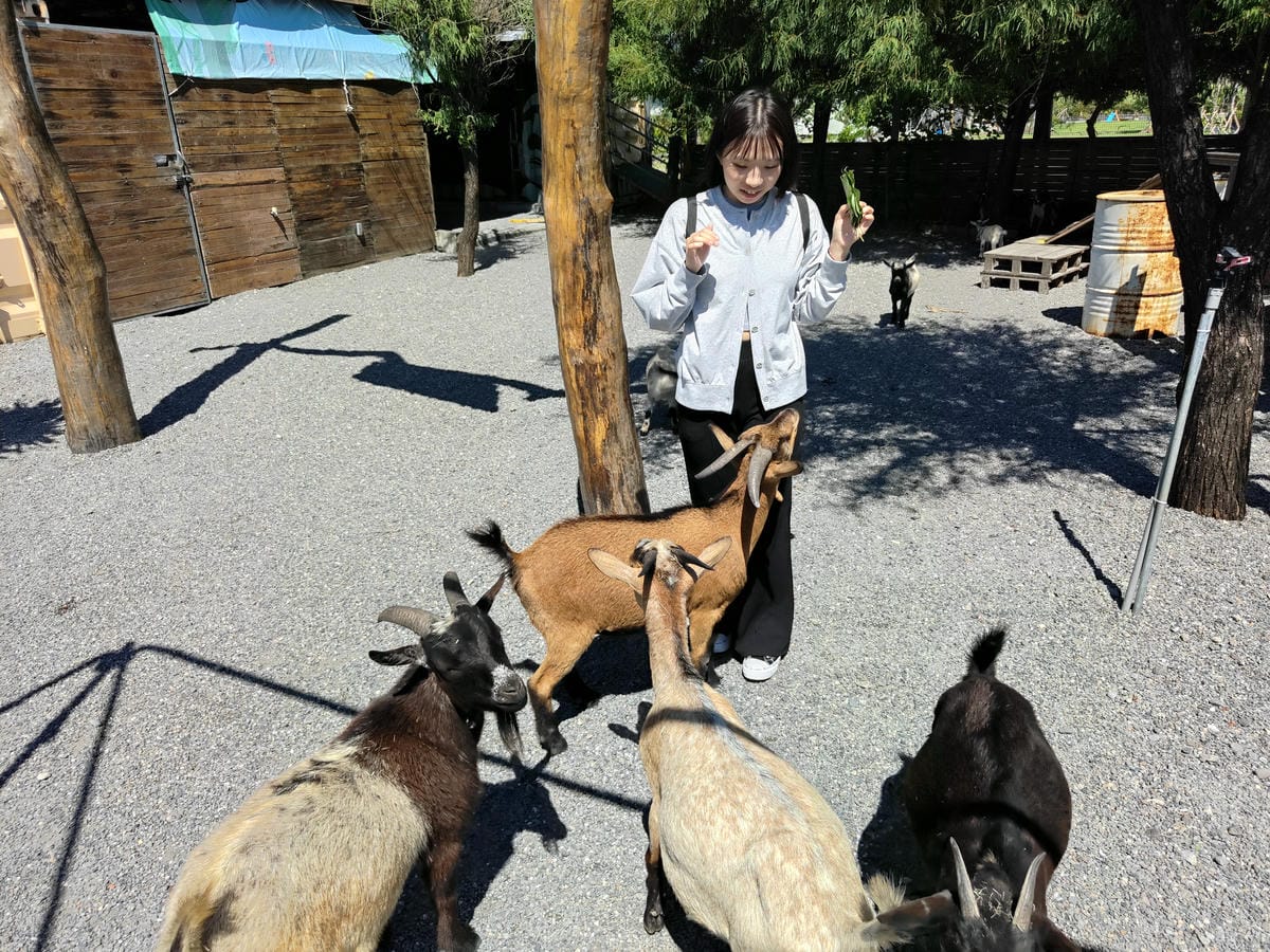 回巢農場 回巢農場
