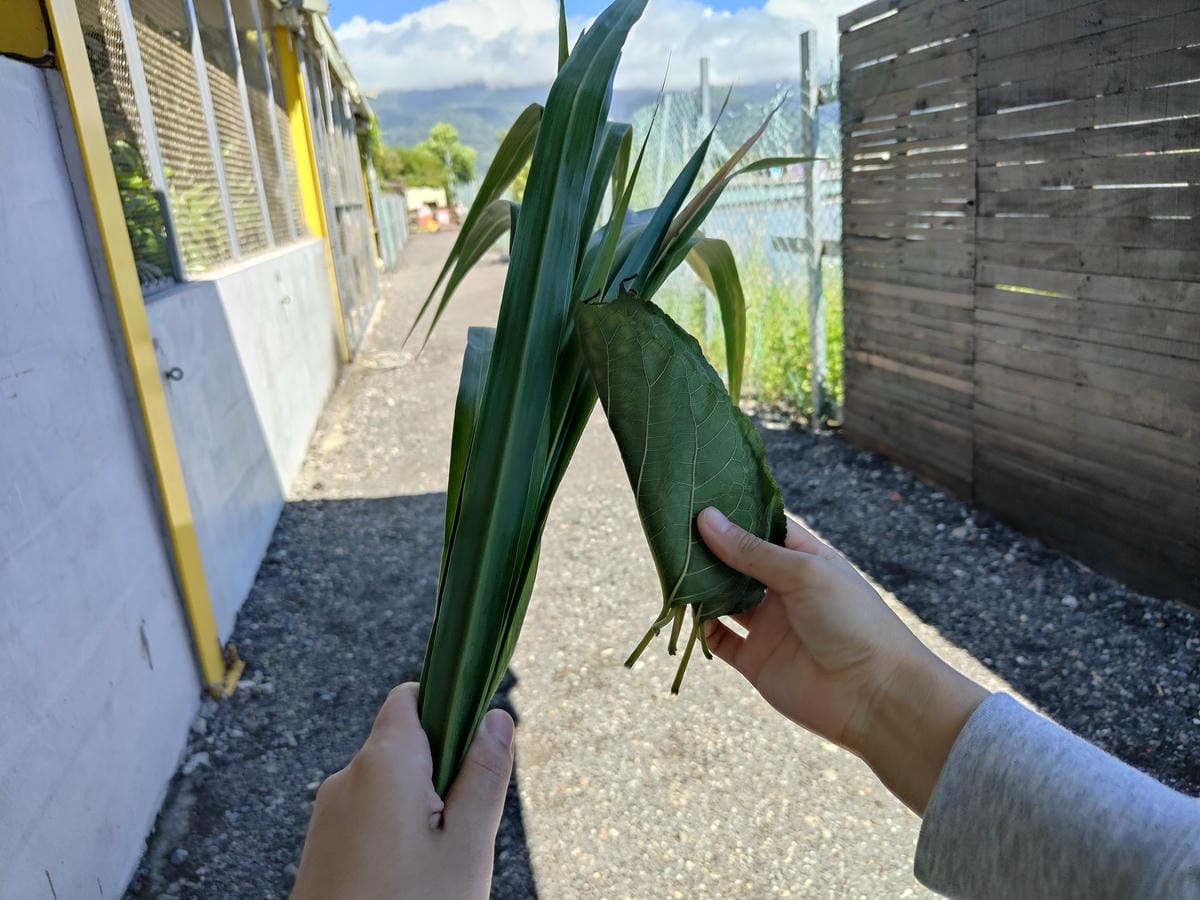 回巢農場 回巢農場