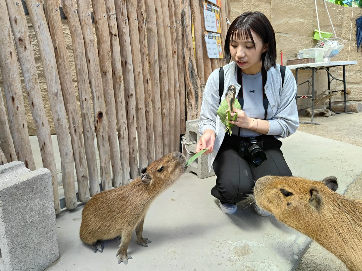 回巢農場 回巢農場