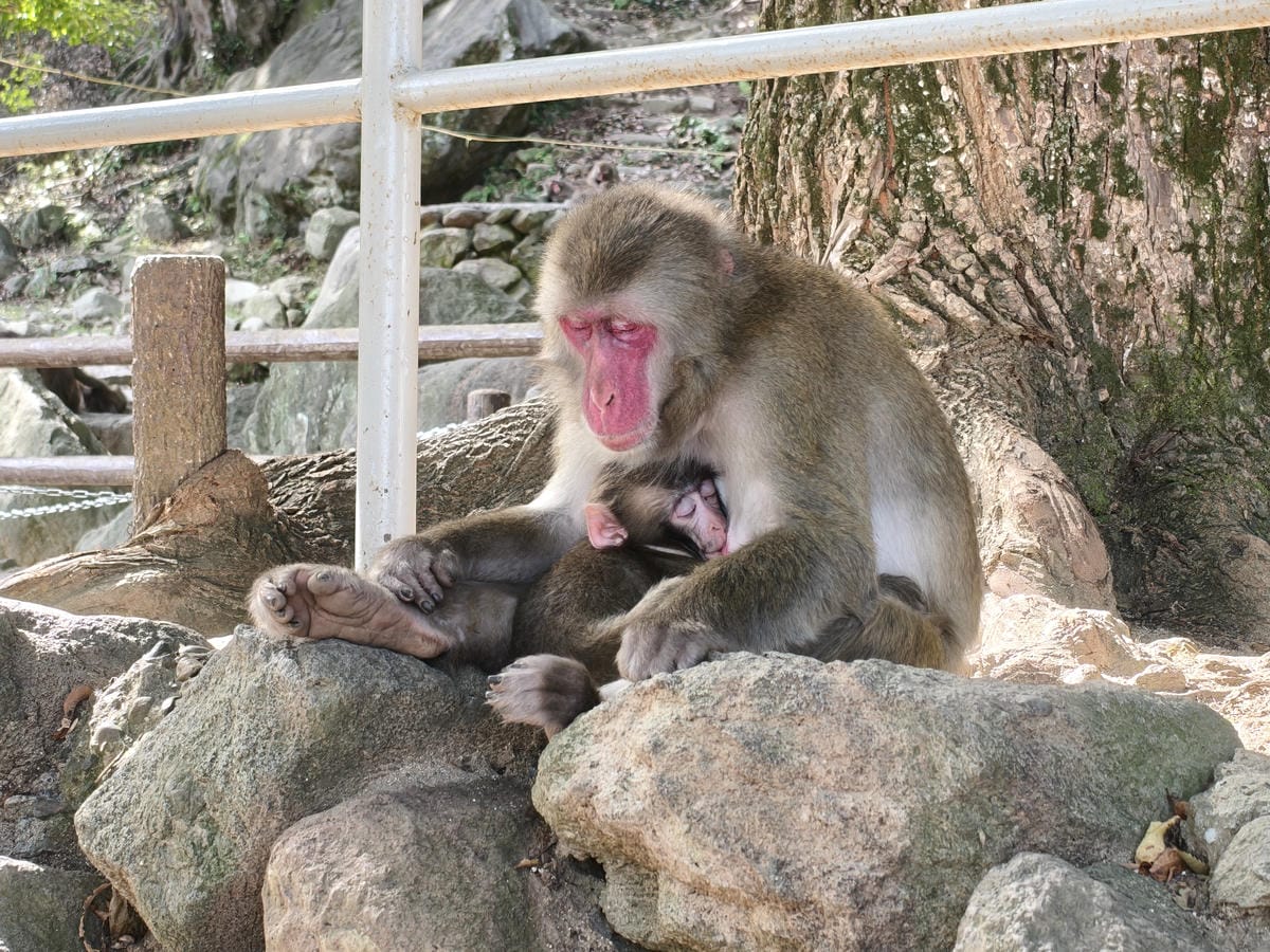 (大分旅遊)高崎山自然動物園,八百多隻的猴子就在你身旁, (大分旅遊)高崎山自然動物園,八百多隻的猴子就在你身旁,