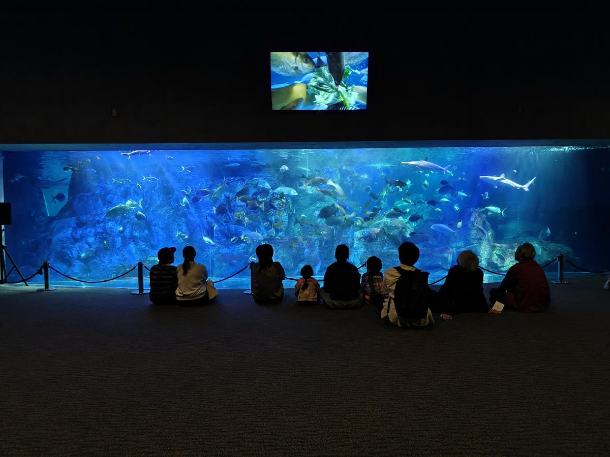 (大分旅遊)大分海洋宮殿水族館 海之卵,和動物們成為好朋友為 (大分旅遊)大分海洋宮殿水族館 海之卵,和動物們成為好朋友為
