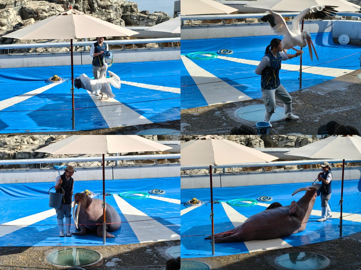 (大分旅遊)大分海洋宮殿水族館 海之卵,和動物們成為好朋友為 (大分旅遊)大分海洋宮殿水族館 海之卵,和動物們成為好朋友為