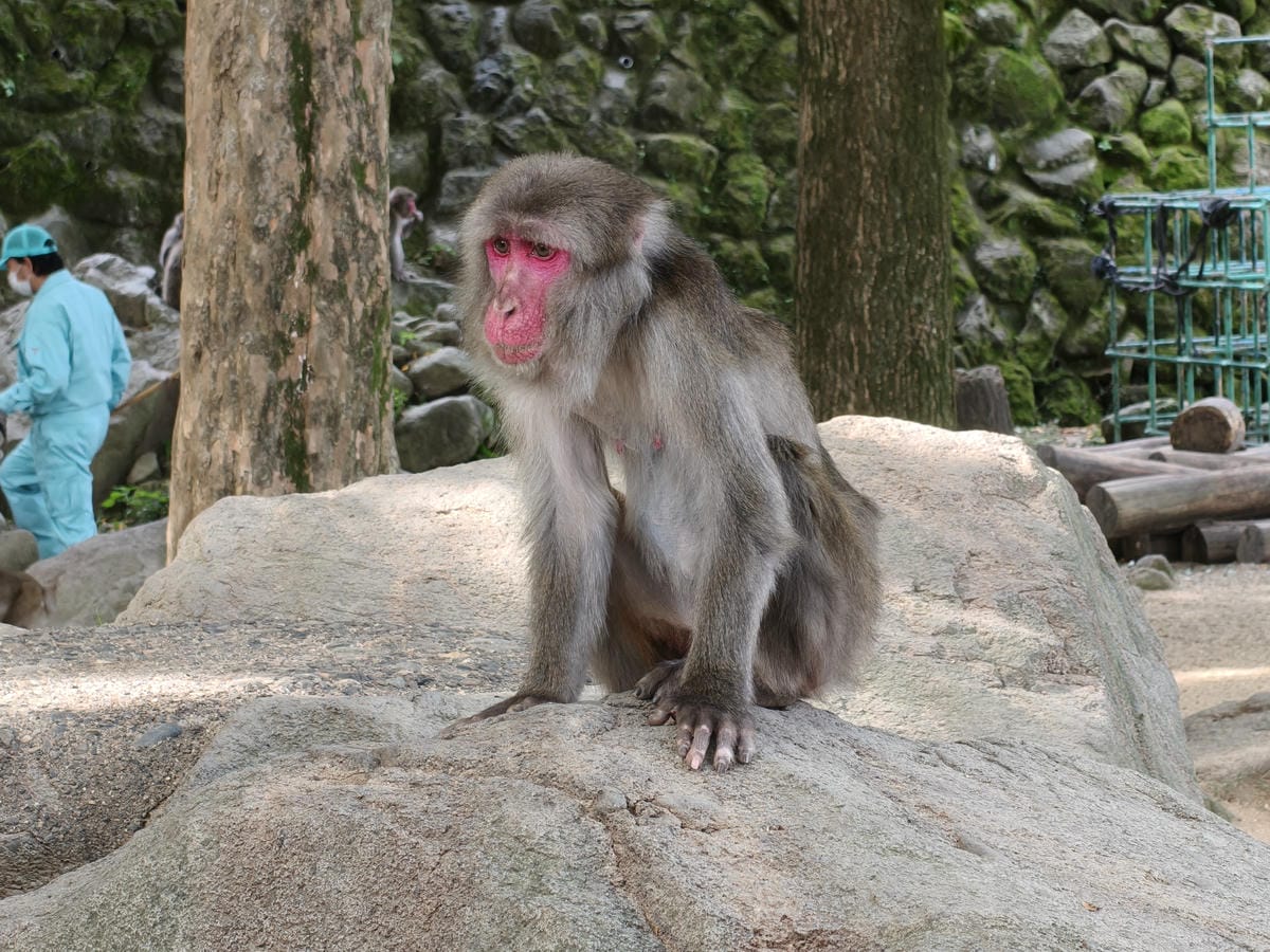 (大分旅遊)高崎山自然動物園,八百多隻的猴子就在你身旁, (大分旅遊)高崎山自然動物園,八百多隻的猴子就在你身旁,