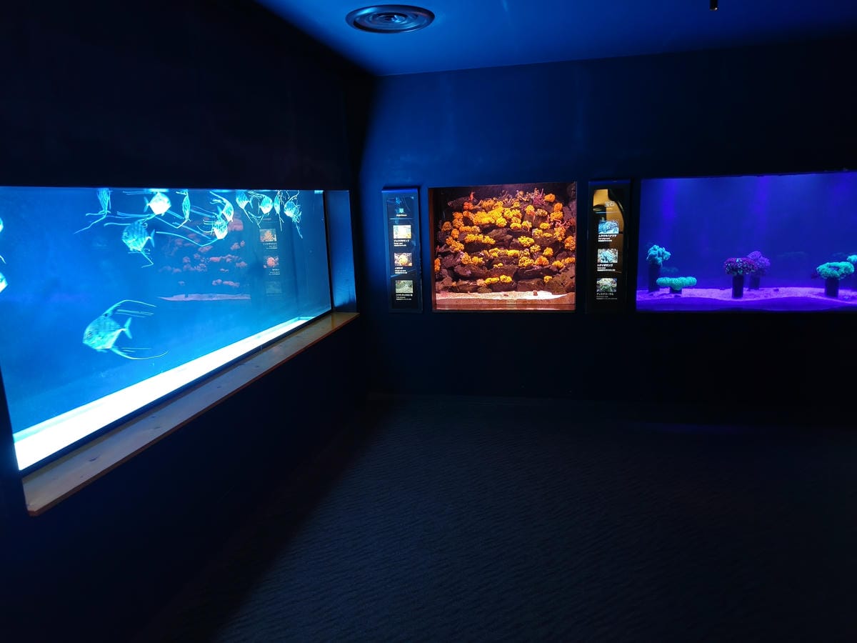 (大分旅遊)大分海洋宮殿水族館 海之卵,和動物們成為好朋友為 (大分旅遊)大分海洋宮殿水族館 海之卵,和動物們成為好朋友為