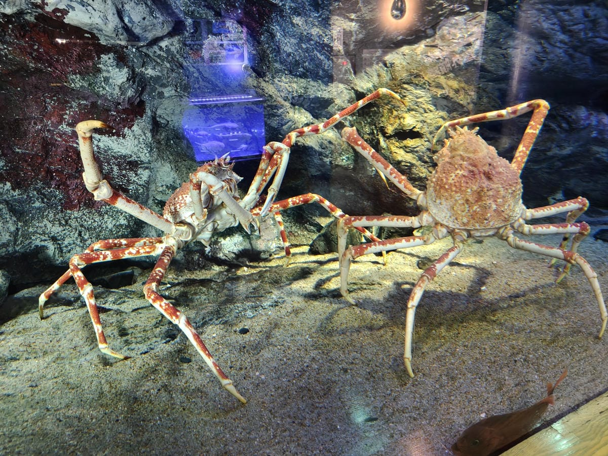 (大分旅遊)大分海洋宮殿水族館 海之卵,和動物們成為好朋友為 (大分旅遊)大分海洋宮殿水族館 海之卵,和動物們成為好朋友為