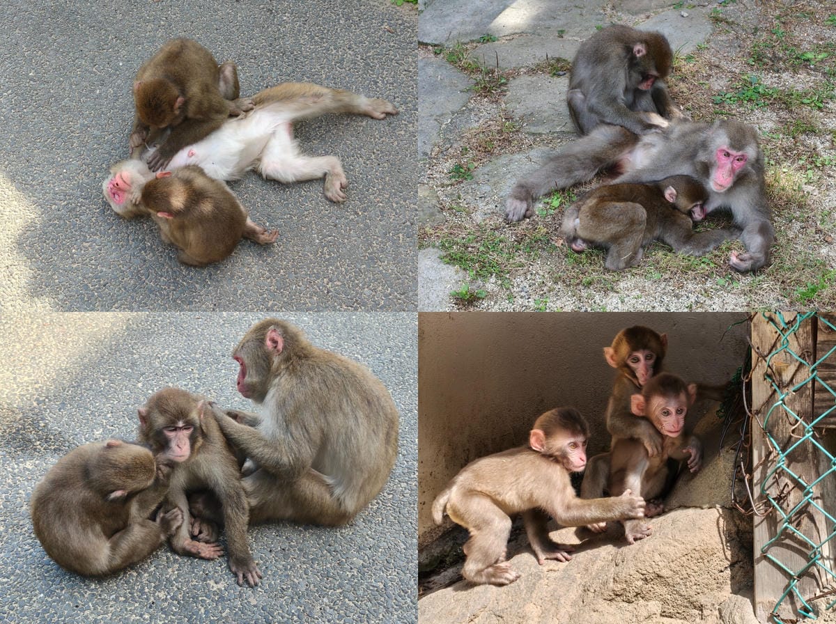 (大分旅遊)高崎山自然動物園,八百多隻的猴子就在你身旁, (大分旅遊)高崎山自然動物園,八百多隻的猴子就在你身旁,