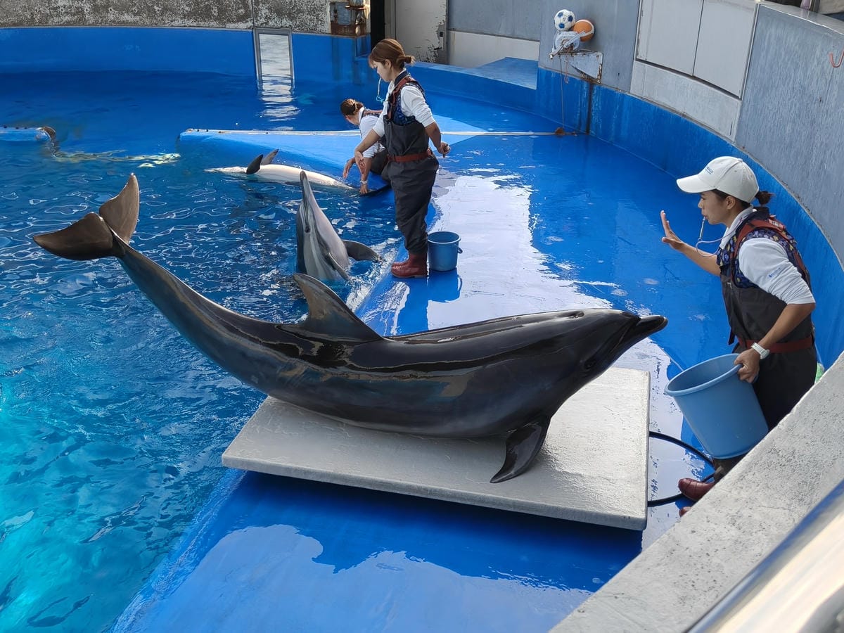 (大分旅遊)大分海洋宮殿水族館 海之卵,和動物們成為好朋友為 (大分旅遊)大分海洋宮殿水族館 海之卵,和動物們成為好朋友為