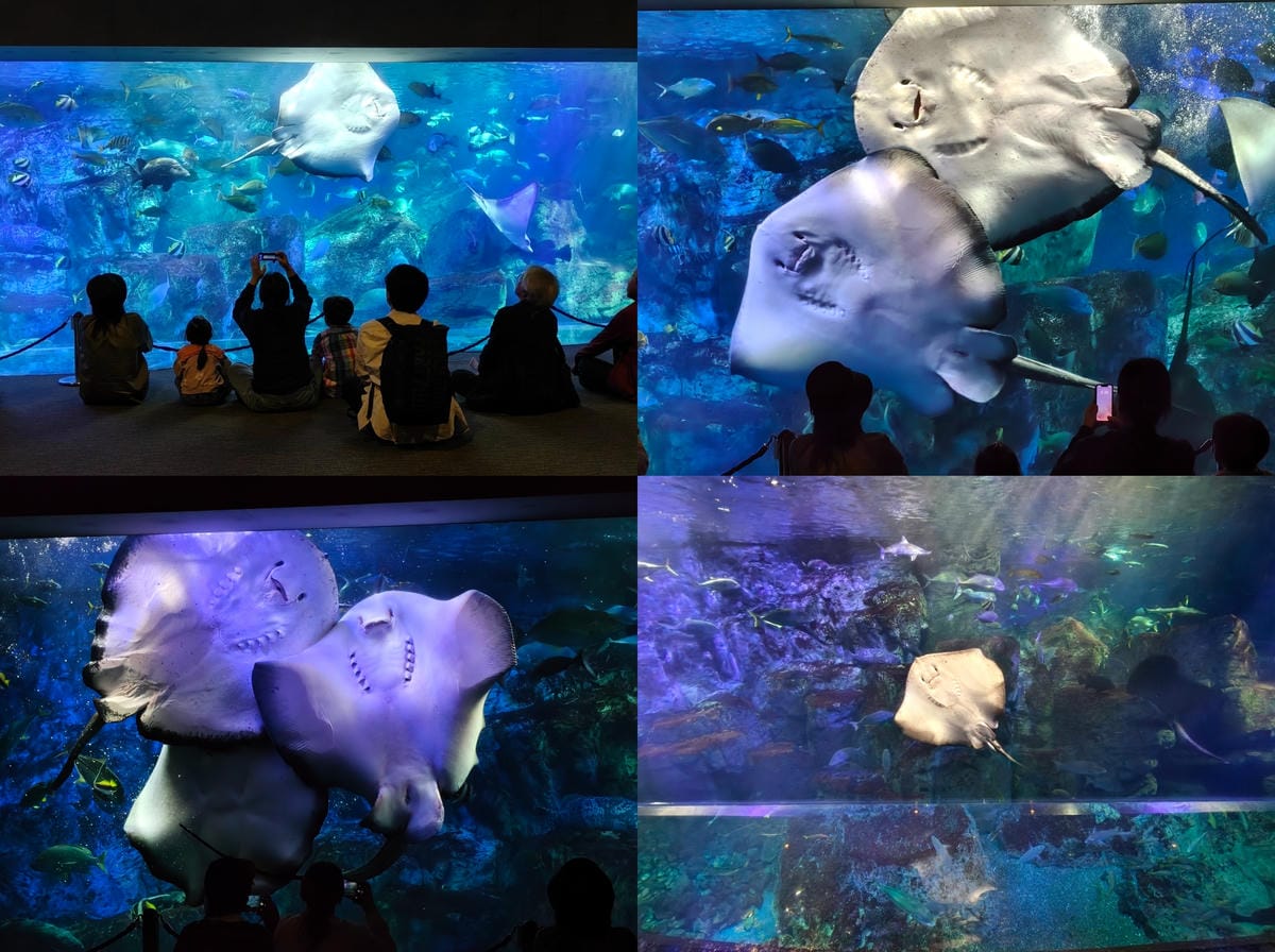 (大分旅遊)大分海洋宮殿水族館 海之卵,和動物們成為好朋友為 (大分旅遊)大分海洋宮殿水族館 海之卵,和動物們成為好朋友為