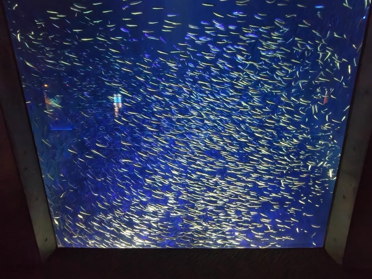 (大分旅遊)大分海洋宮殿水族館 海之卵,和動物們成為好朋友為 (大分旅遊)大分海洋宮殿水族館 海之卵,和動物們成為好朋友為