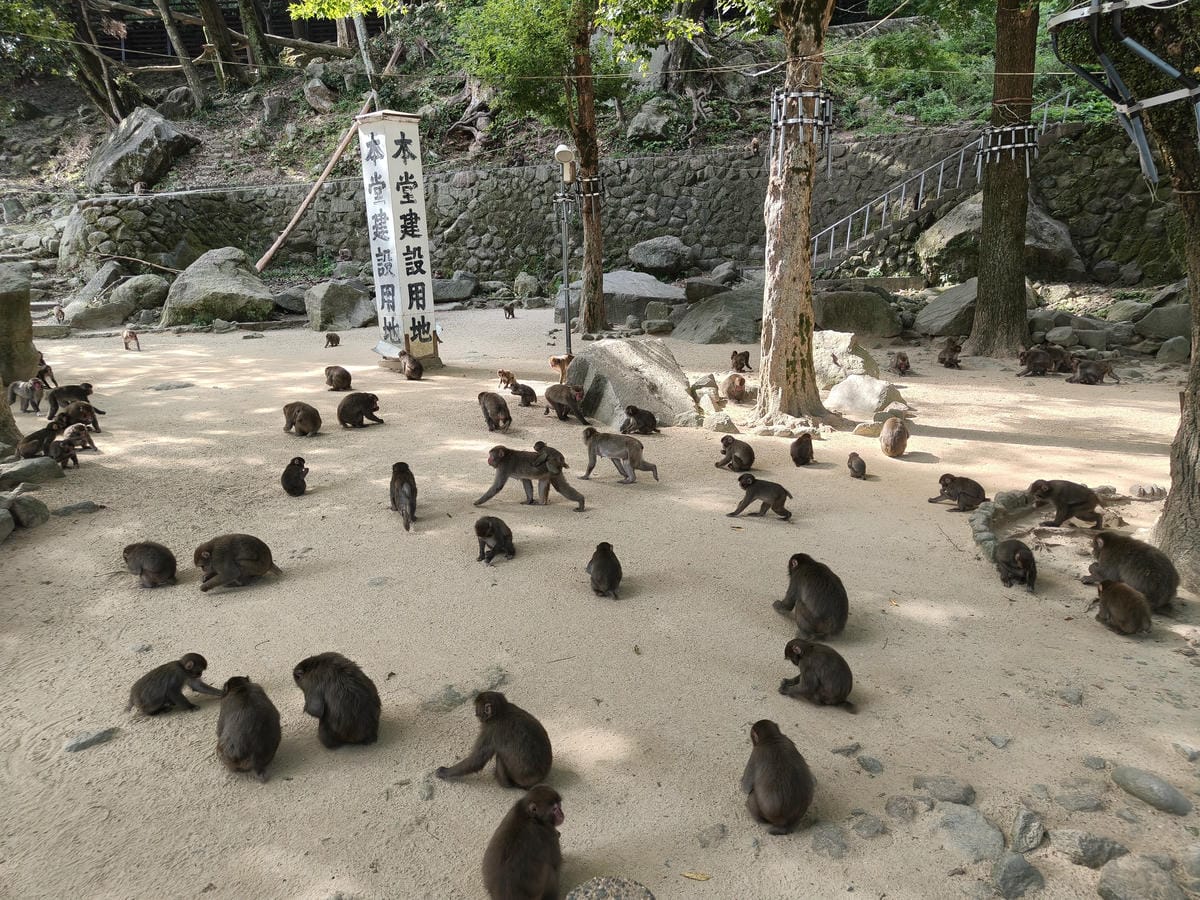 (大分旅遊)高崎山自然動物園,八百多隻的猴子就在你身旁, (大分旅遊)高崎山自然動物園,八百多隻的猴子就在你身旁,