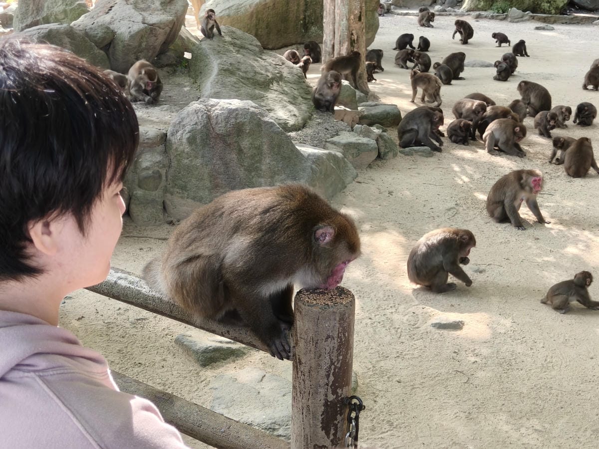 (大分旅遊)高崎山自然動物園,八百多隻的猴子就在你身旁, (大分旅遊)高崎山自然動物園,八百多隻的猴子就在你身旁,