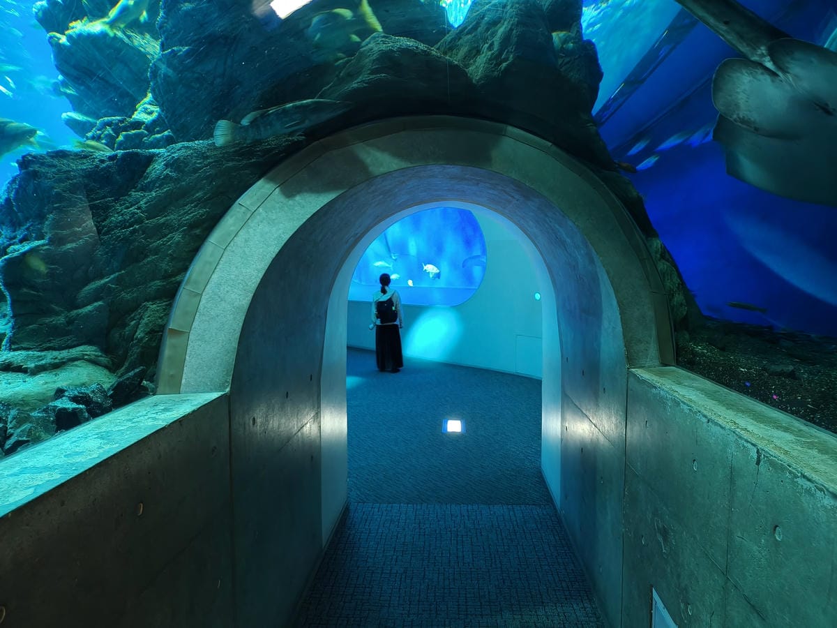 (大分旅遊)大分海洋宮殿水族館 海之卵,和動物們成為好朋友為 (大分旅遊)大分海洋宮殿水族館 海之卵,和動物們成為好朋友為