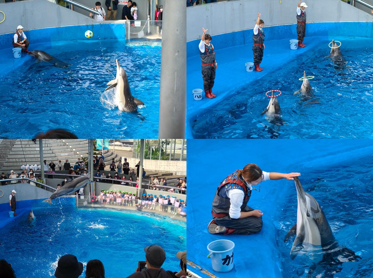 (大分旅遊)大分海洋宮殿水族館 海之卵,和動物們成為好朋友為 (大分旅遊)大分海洋宮殿水族館 海之卵,和動物們成為好朋友為