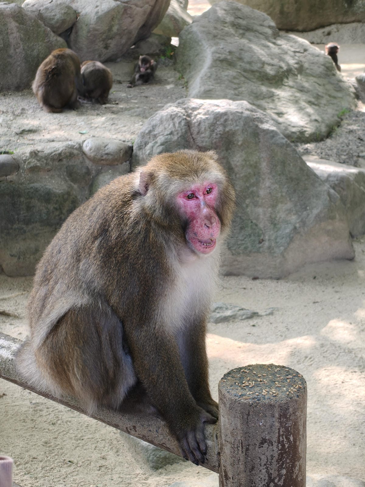 (大分旅遊)高崎山自然動物園,八百多隻的猴子就在你身旁, (大分旅遊)高崎山自然動物園,八百多隻的猴子就在你身旁,