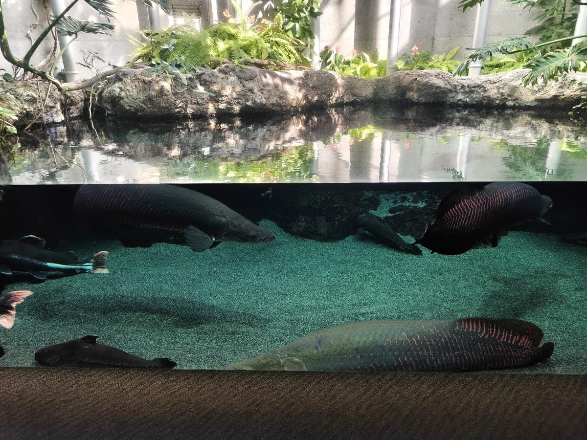 (大分旅遊)大分海洋宮殿水族館 海之卵,和動物們成為好朋友為 (大分旅遊)大分海洋宮殿水族館 海之卵,和動物們成為好朋友為